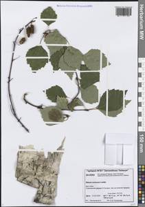 Betula pubescens var. pumila (Zanoni ex Murray) Govaerts, Siberia, Central Siberia (S3) (Russia)