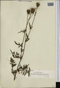 Centaurea scabiosa L., Western Europe (EUR) (Poland)