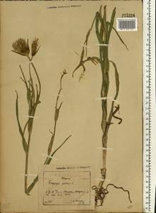 Tragopogon pratensis L., Eastern Europe, North-Western region (E2) (Russia)