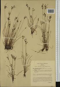 Fimbristylis dichotoma (L.) Vahl, Western Europe (EUR) (Italy)
