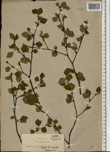 Alnus glutinosa (L.) Gaertn., Eastern Europe, North-Western region (E2) (Russia)