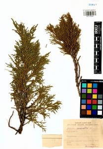 Juniperus pseudosabina Fisch. & C.A.Mey., Siberia, Baikal & Transbaikal region (S4) (Russia)