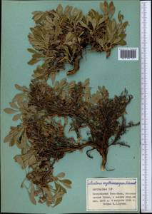 Arctostaphylos rubra (Rehder & E. H. Wilson) Fernald, Middle Asia, Northern & Central Tian Shan (M4) (Kyrgyzstan)