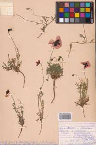 Papaver arenarium M.Bieb., Eastern Europe, Lower Volga region (E9) (Russia)