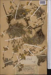 Potentilla sericea L., Middle Asia, Pamir & Pamiro-Alai (M2) (Tajikistan)