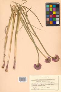 Allium maximowiczii Regel, Siberia, Russian Far East (S6) (Russia)