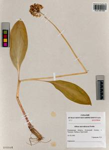 Allium microdictyon Prokh., Siberia, Altai & Sayany Mountains (S2) (Russia)