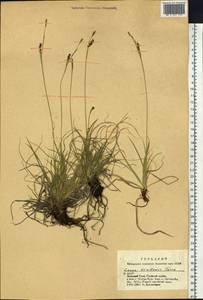 Carex pediformis var. pediformis, Siberia, Altai & Sayany Mountains (S2) (Russia)