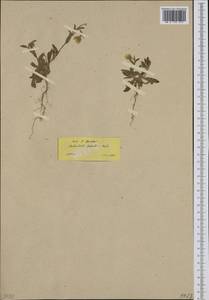 Calendula arvensis L., Western Europe (EUR) (Greece)
