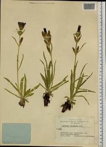 Gentiana decumbens L. fil., Siberia, Altai & Sayany Mountains (S2) (Russia)