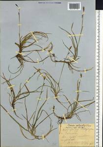 Carex algida Turcz. ex V.I.Krecz., Siberia, Yakutia (S5) (Russia)