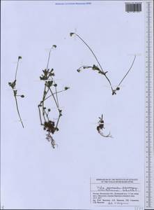 Viola kitaibeliana Schult., Eastern Europe, Middle Volga region (E8) (Russia)