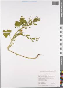 Chenopodium, Eastern Europe, Lower Volga region (E9) (Russia)