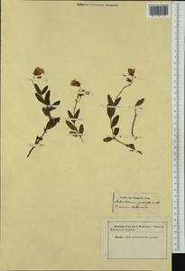 Helianthemum nummularium subsp. grandiflorum (Scop.) Schinz & Thell., Western Europe (EUR) (Italy)