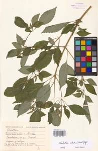 Elsholtzia ciliata (Thunb.) Hyl., Eastern Europe, Moscow region (E4a) (Russia)