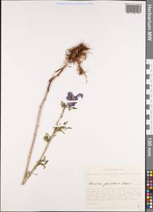 Aconitum glandulosum Rapaics, Siberia, Altai & Sayany Mountains (S2) (Russia)