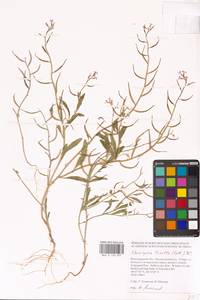 Chorispora tenella (Pall.) DC., Eastern Europe, Lower Volga region (E9) (Russia)