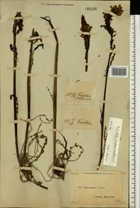 Pedicularis sceptrum-carolinum L., Eastern Europe, South Ukrainian region (E12) (Ukraine)