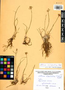 Allium anisopodium Ledeb., Siberia, Altai & Sayany Mountains (S2) (Russia)