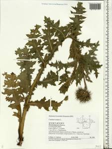 Carduus nutans, Eastern Europe, Central region (E4) (Russia)