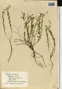 Polygala sibirica L., Eastern Europe, Middle Volga region (E8) (Russia)