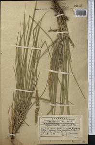 Leymus multicaulis (Kar. & Kir.) Tzvelev, Middle Asia, Western Tian Shan & Karatau (M3) (Kazakhstan)