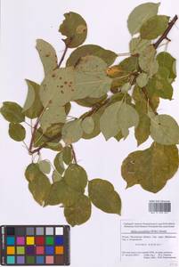 Malus prunifolia (Willd.) Borkh., Eastern Europe, Moscow region (E4a) (Russia)