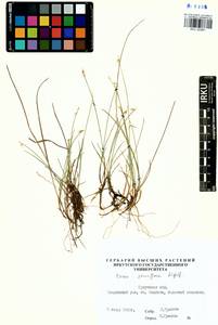 Carex pauciflora Lightf., Siberia, Baikal & Transbaikal region (S4) (Russia)