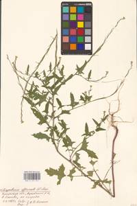 Sisymbrium officinale (L.) Scop., Eastern Europe, Central region (E4) (Russia)