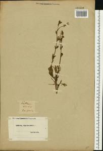 Oenothera biennis L., Eastern Europe, North Ukrainian region (E11) (Ukraine)