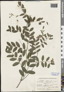 Lathyrus niger (L.) Bernh., Eastern Europe, Moscow region (E4a) (Russia)