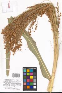 Sorghum bicolor (L.) Moench, Eastern Europe, Moscow region (E4a) (Russia)