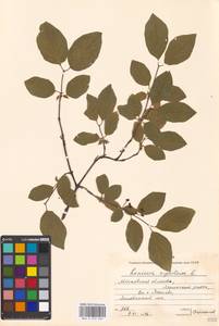 Lonicera xylosteum L., Eastern Europe, Moscow region (E4a) (Russia)