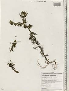 Hottonia palustris L., Eastern Europe, Moscow region (E4a) (Russia)