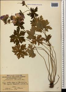 Geranium ibericum Cav., Caucasus, South Ossetia (K4b) (South Ossetia)