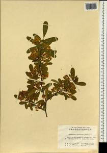 Pyracantha fortuneana (Maxim.) H. L. Li, South Asia, South Asia (Asia outside ex-Soviet states and Mongolia) (ASIA) (China)