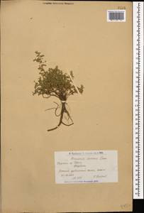 Herniaria incana Lam., Caucasus, Armenia (K5) (Armenia)