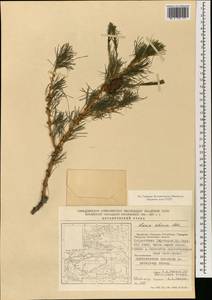 Larix sibirica Ledeb., South Asia, South Asia (Asia outside ex-Soviet states and Mongolia) (ASIA) (China)