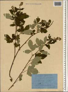 Rubus canescens DC., Crimea (KRYM) (Russia)