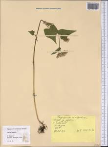 Fagopyrum esculentum Moench, America (AMER) (United States)