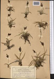 Carex orbicularis Boott, Middle Asia, Western Tian Shan & Karatau (M3)