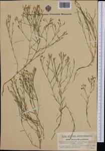 Petrorhagia illyrica subsp. haynaldiana (Janka) P. W. Ball & Heywood, Western Europe (EUR) (Romania)