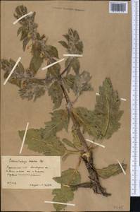 Phlomoides labiosa (Bunge) Adylov, Kamelin & Makhm., Middle Asia, Karakum (M6) (Turkmenistan)