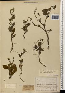 Heliotropium ellipticum Ledeb., Caucasus, Krasnodar Krai & Adygea (K1a) (Russia)