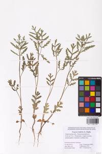 Turgenia latifolia (L.) Hoffm., Eastern Europe, Lower Volga region (E9) (Russia)