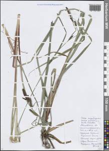 Carex acutiformis Ehrh., Eastern Europe, Moscow region (E4a) (Russia)