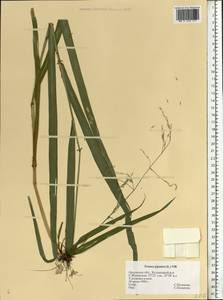 Lolium giganteum (L.) Darbysh., Eastern Europe, Central forest-and-steppe region (E6) (Russia)