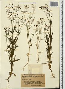 Gypsophila elegans M. Bieb., Caucasus, Armenia (K5) (Armenia)