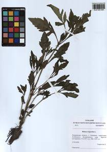 Bidens tripartita L., Siberia, Altai & Sayany Mountains (S2) (Russia)