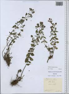 Origanum vulgare subsp. gracile (K.Koch) Ietsw., Middle Asia, Western Tian Shan & Karatau (M3) (Kyrgyzstan)